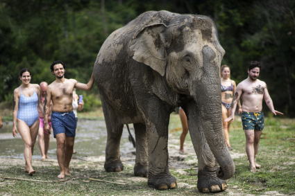 elephant tour in chiang mai